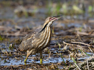  American Bittern standing on marsh in spring, portrait