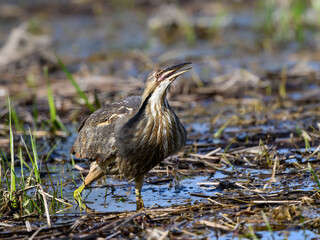  American Bittern standing on marsh in spring, portrait