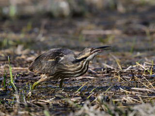  American Bittern standing on marsh in spring, portrait