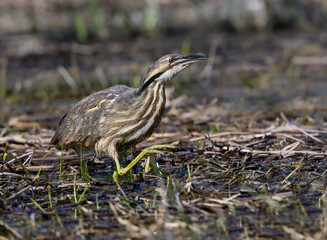  American Bittern walking on marsh in spring, portrait