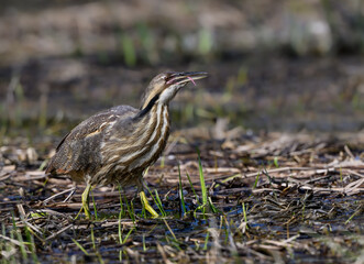  American Bittern standing on marsh in spring, portrait