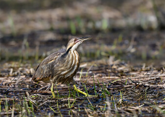  American Bittern standing on marsh in spring, portrait
