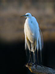 Great Egret closeup portrait on black brown background