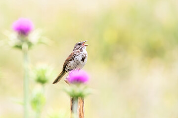 Song Sparrow on a Flower