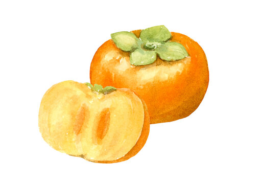 たねなし柿 の画像 3 804 件の Stock 写真 ベクターおよびビデオ Adobe Stock