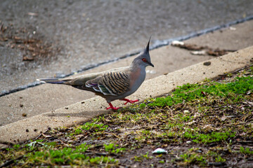 Australian Crested Pigeon (Ocyphaps lophotes)