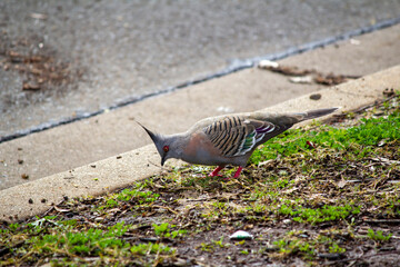 Australian Crested Pigeon (Ocyphaps lophotes)