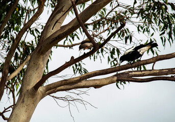 Australian Magpie (Gymnorhina tibicen)