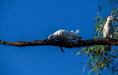 Little Corella (Cacatua sanguinea)
