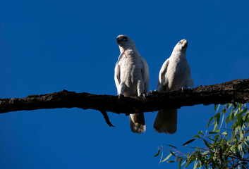 Little Corella (Cacatua sanguinea)