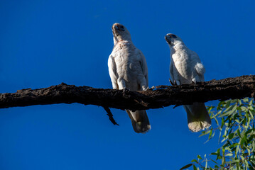 Little Corella (Cacatua sanguinea)