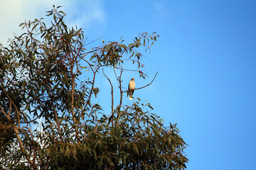 Noisy Miner (Manorina melanocephala)