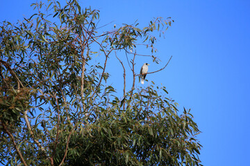 Noisy Miner (Manorina melanocephala)