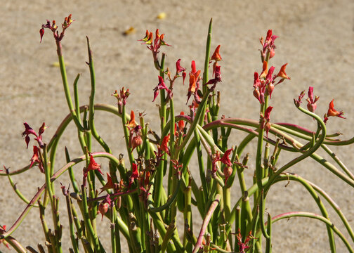 Flowering lady’s slipper Pedilanthus Macrocarpus succulent plant with seed pods