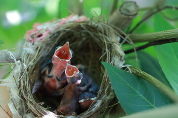 Pycnonotus jocosus baby newborn birds  nest are waiting for food from their mothers. And their mother found food