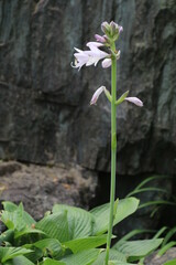 夏に咲く花、ギボウシ