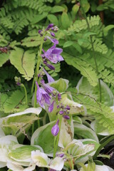 紫色のギボウシ