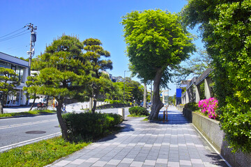 快晴の鎌倉、若宮大路の新緑の樹木と一の鳥居

