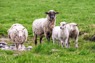 Obraz premium Family of funny looking sheep in field