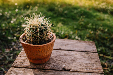 Cactus in garden