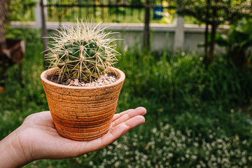 Cactus in garden