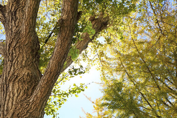 美しい日差しにきらめくイチョウ並木