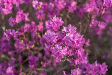 Close - up of flowers of Rhododendron dauricum. popular names rosemary, maral. Russia. Vladivostok