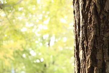 美しいイチョウ並木の風景