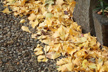 美しいイチョウ並木の風景