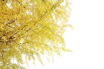 美しいイチョウ並木の風景