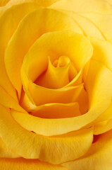 Yellow rose closeup background.