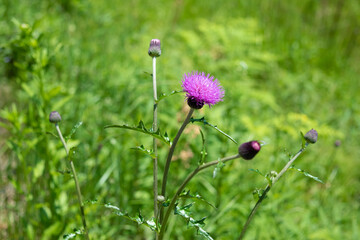a thistle flower in the field 2