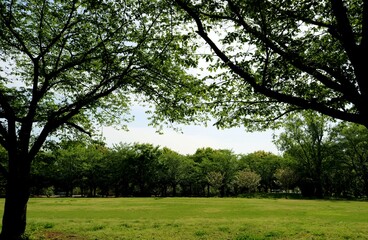 爽やかな新緑　穏やかな春の日の散策　公園の風景