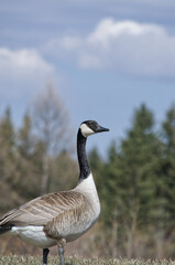 A Canada Goose standing on Guard