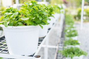 Fresh aromatic culinary herbs in white pots