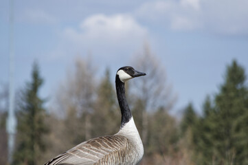 A Canada Goose standing on Guard