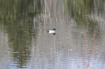 Golden Eye Duck in a Pond