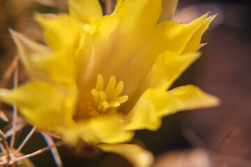 fotografía macro detalle de flor de cactus