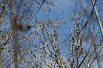 Cedar Waxwings in a tree