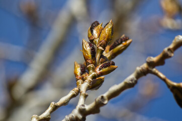 Close up of Tree Branches and Buds