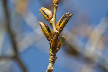 Close up of Tree Branches and Buds