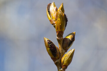 Close up of Tree Branches and Buds