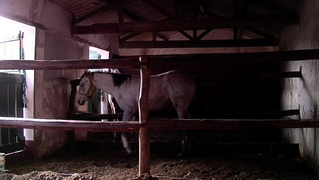 Two Horses in their Stable. 