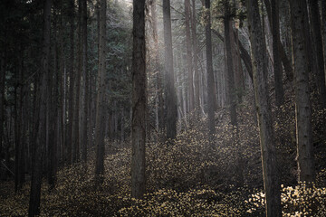 Fototapeta premium 光芒が降り注ぐ新緑の季節の森の朝