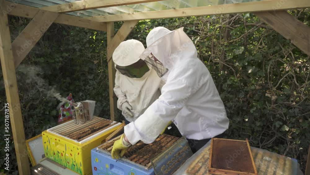 Poster beekeeper in bee suit removing brood frame from brood chamber using chisel in bee farm. medium shot