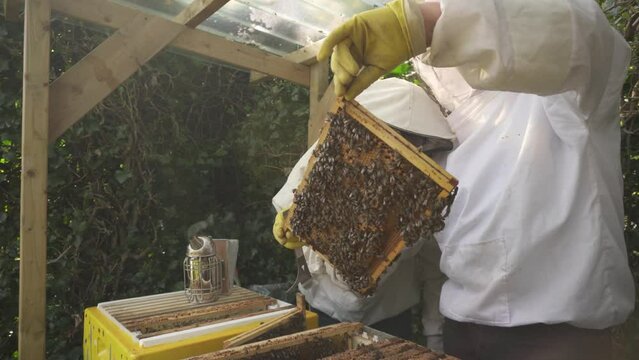 Beekeeper In Protective Gear Inspects Bee Colony In Fully Covered Tray In Apiary - close up shot