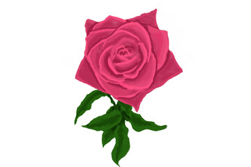Pink Rose Illustration
