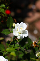 Noble white rose flower head of "Alba Meillandina" created in France 1987, close up photograph taken under the sunlight..