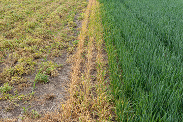 Green winter wheat growing next to dead winter wheat that was damaged by herbicide next to young corn growing in a field of alfalfa stubble that is dying from herbicide.