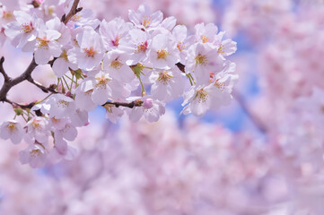 満開の桜